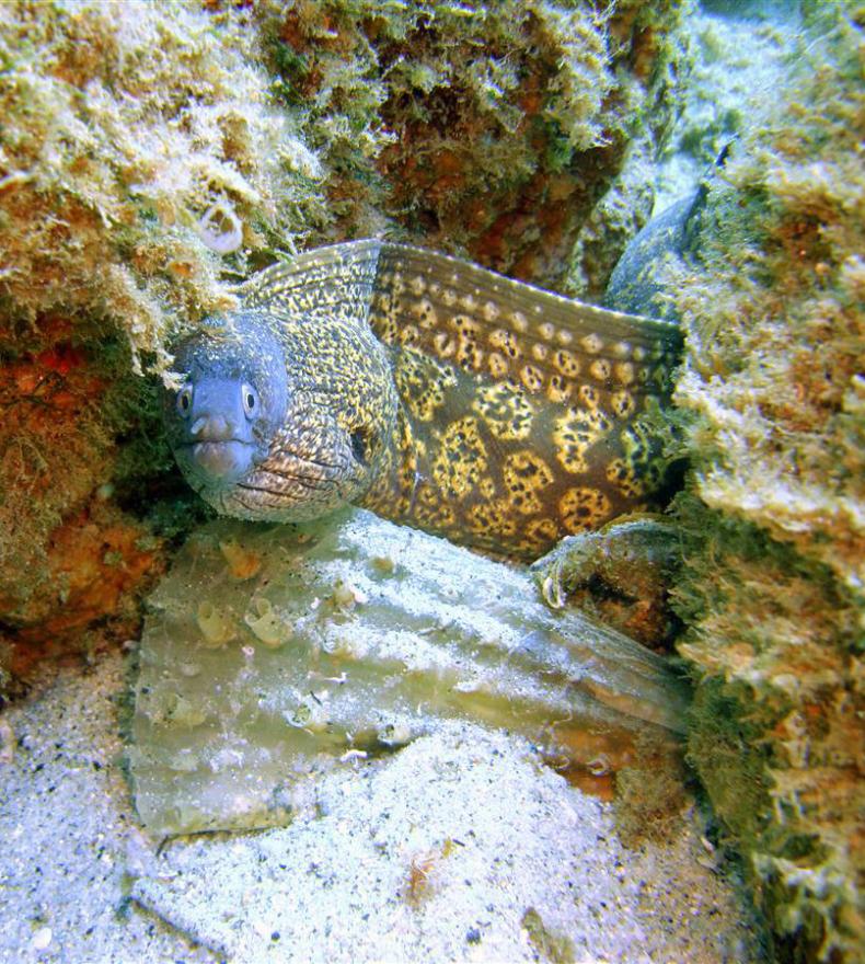 Murène cachée parmi les rochers sous-marins.